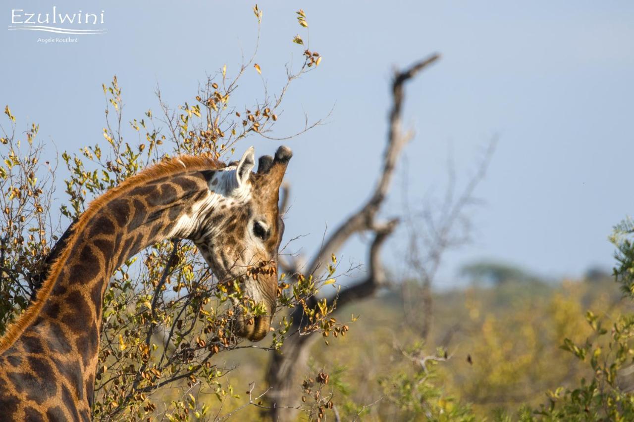 Ezulwini Game Lodges Mica Extérieur photo