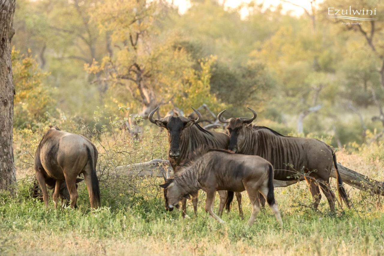Ezulwini Game Lodges Mica Extérieur photo